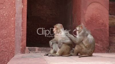 Rhesus Macaque monkeys grooming at Agra Fort