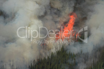 Forest Fire in the Rocky Mountains 07