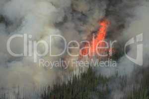 Forest Fire in the Rocky Mountains 07