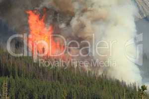 Forest Fire in the Rocky Mountains
