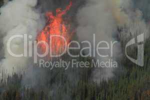 Forest Fire in the Rocky Mountains 03