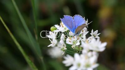 Blue butterfly.