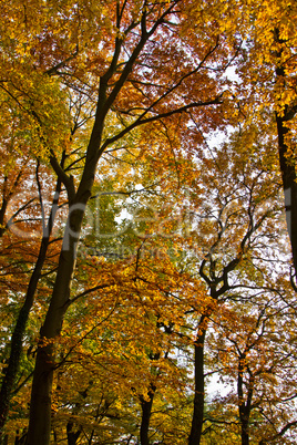 Herbstwald