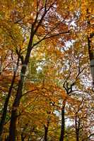 Herbstwald