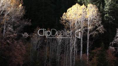 Autumn leaves forest trees P HD 0411