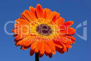 gerbera