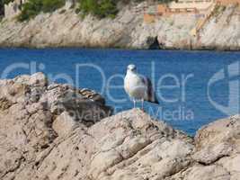 Möwe auf einem Felsen