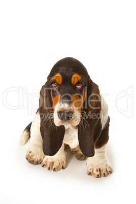 Basset