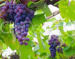 red grapes