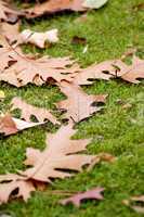Scattered Autumn Leaves On Grass Seasons