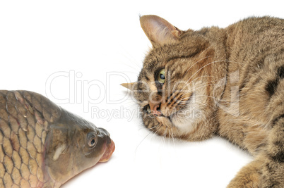 cat and fish