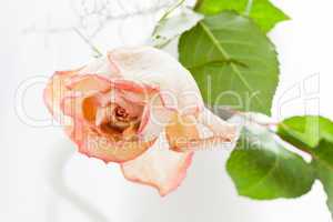Getrocknete Rose - Dried Rose