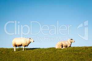 Zwei Schafe - Two Sheep
