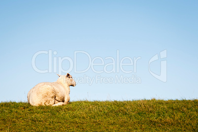 Sitzendes Schaf am Deich - Sitting sheep at the Dike