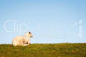 Sitzendes Schaf am Deich - Sitting sheep at the Dike