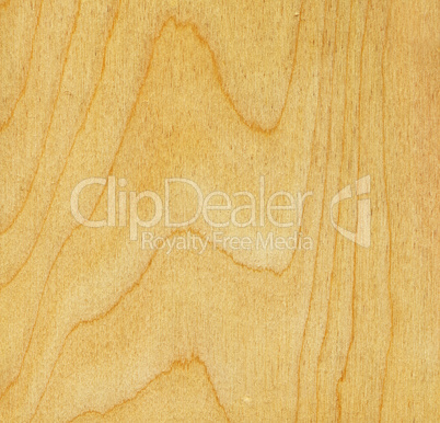 birch wood texture