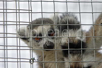 Katta hinter Gittern