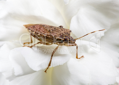 Stink or shield bug on carnation