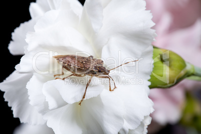 Stink or shield bug on carnation