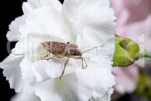 Stink or shield bug on carnation