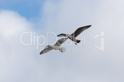 fliegende Möven vor blauem Himmel