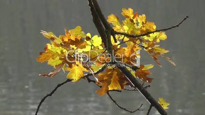 Herbstfarben - Blätter - Fluss