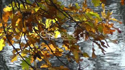 Herbstfarben - Blätter - Fluss
