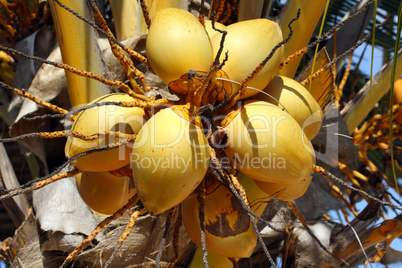 Zanzibar, Nungwi: coconut