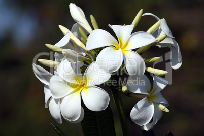 Frangipane flower