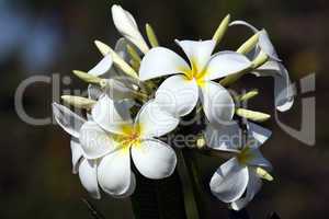 Frangipane flower
