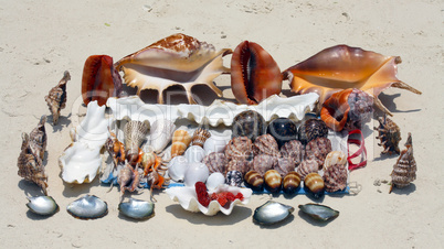Seashells in Zanzibar