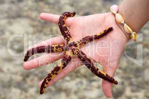 Starfish