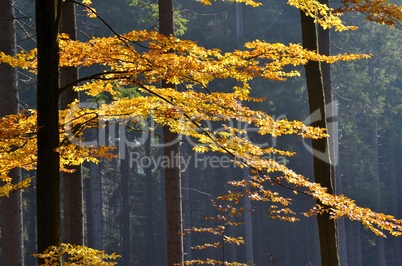 Herbst Wald Buche