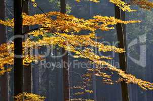 Herbst Wald Buche