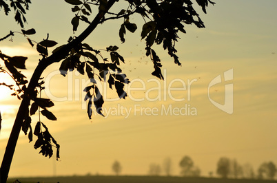 Herbststimmung Nebel Feld