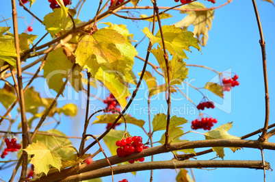 Herbst Laub rote Beeren