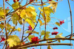 Herbst Laub rote Beeren