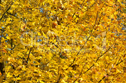 buntes Herbstlaub