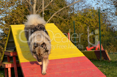 Hund Wolfsspitz Hundesport Hundeschule