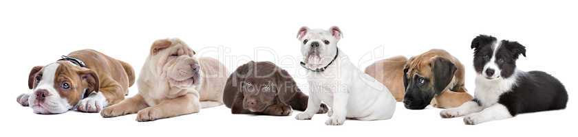 large group of puppies on a white background