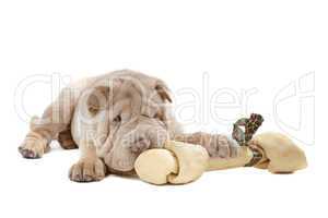 Shar-pei puppy