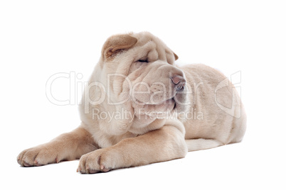 Shar-pei puppy