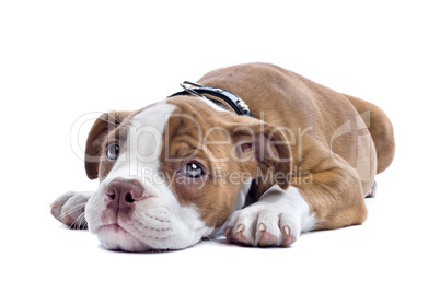 Bulldog puppy
