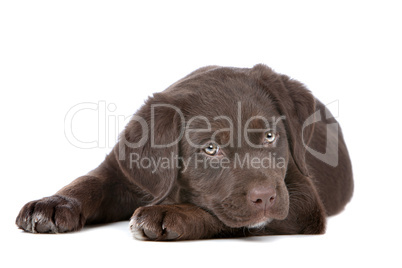 chocolate Labrador puppy