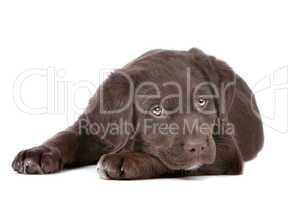 chocolate Labrador puppy