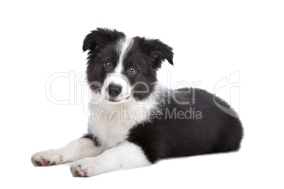 Border Collie puppy