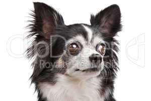 long-haired Chihuahua