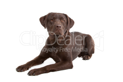 Chocolate Labrador