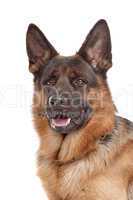 German shepherd