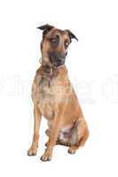 Belgian Shepherd Dog Malinois